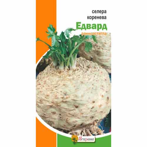 Сельдерей корневой Эдвард Яскрава рисунок 1 артикул 99997
