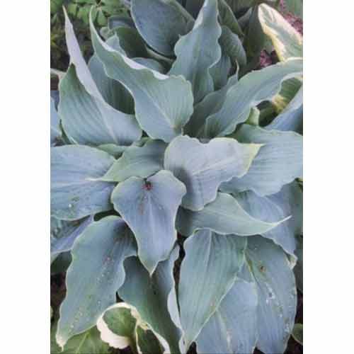 Сенека Серебриста Яскрава зображення 1 артикул 99799