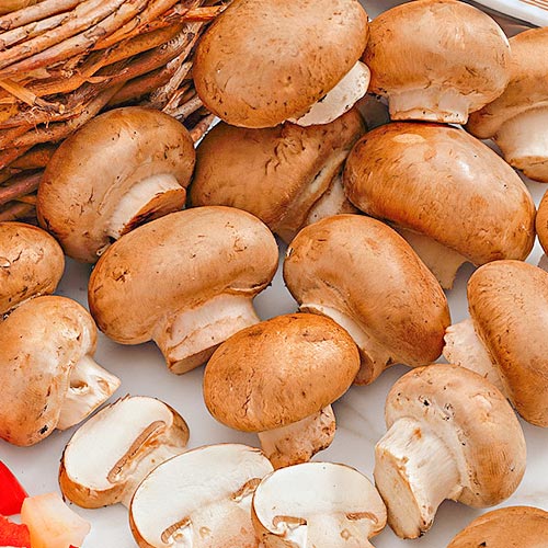 Шампиньон королевский коричневый артикул фото 1 Шампиньон королевский коричневый рисунок 1 артикул 89863