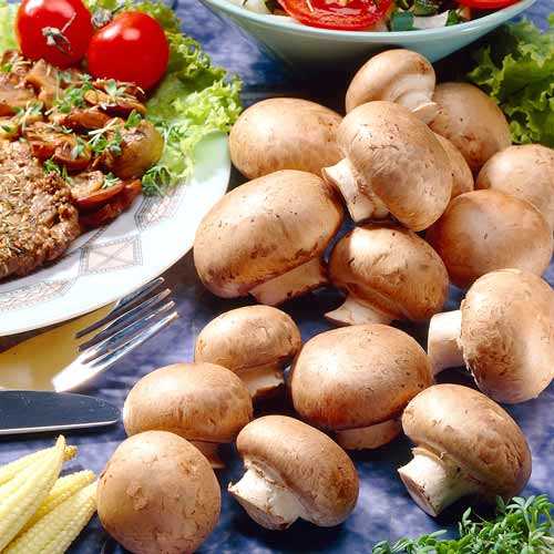 Шампиньоны королевские артикул фото 1 Шампиньоны королевские рисунок 1 артикул 9743