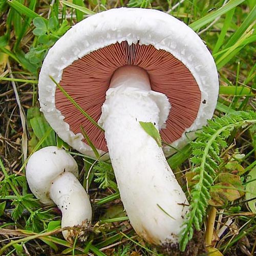 Шампиньоны луговые рисунок 1 артикул 89865