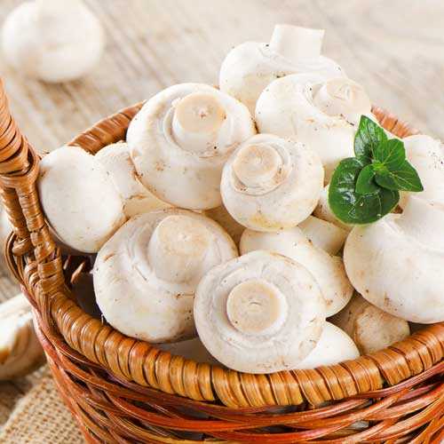 Печериці, міцелій артикул фото 2 Печериці, міцелій зображення 2 артикул 9742