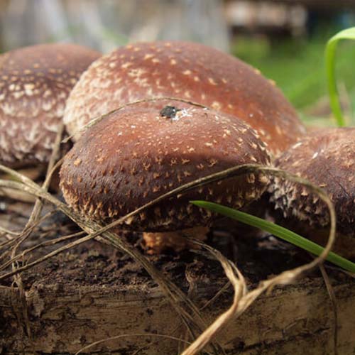 Шиитаке императорский рисунок 1 артикул 89866