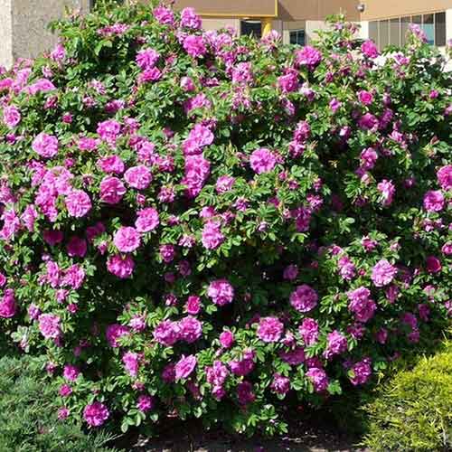 Шипшина Дартс Дефендер зображення 1 артикул 4801