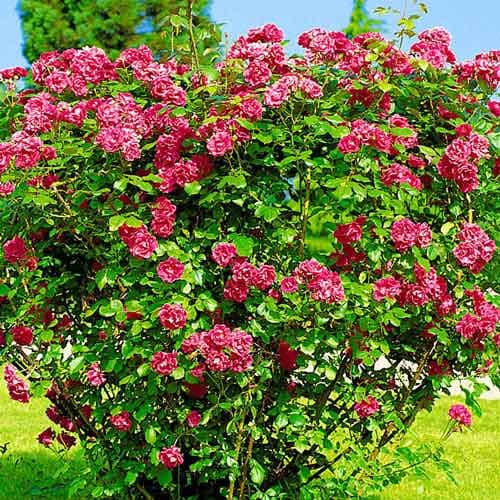 Шипшина зморшкувата зображення 1 артикул 4800