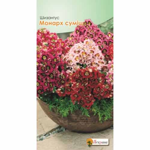 Шизантус Монарх, суміш забарвлень Яскрава зображення 1 артикул 77149