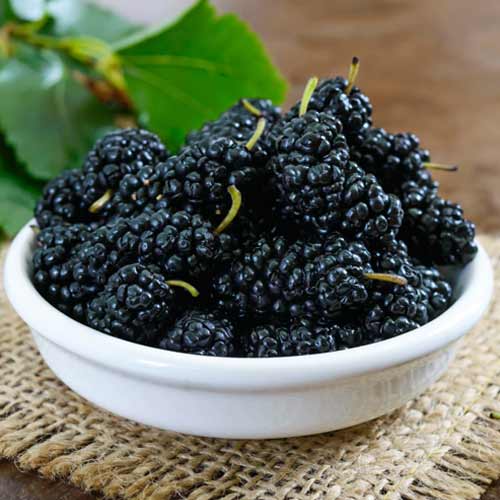 Шовковиця Королівська зображення 1 артикул 5753