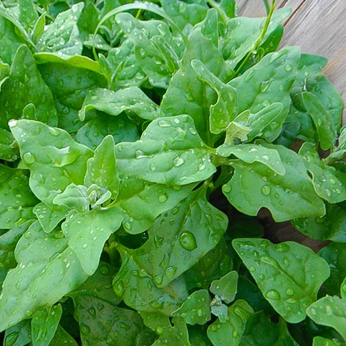 Шпинат Новозеландский Империя семян рисунок 1 артикул 96224