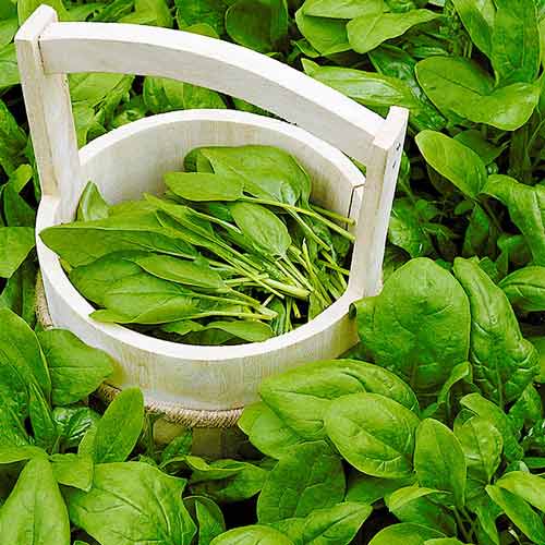 Шпинат Новозеландский Seedera рисунок 1 артикул 65664