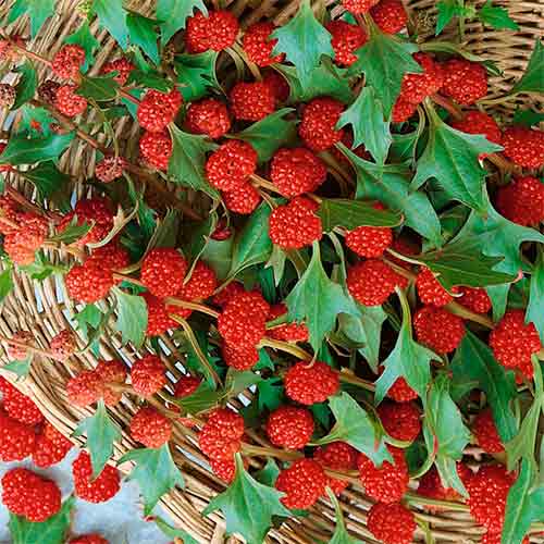 Шпинат Земляничный, семена рисунок 1 артикул 66529