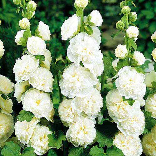 Шток-троянда махрова Вайт зображення 1 артикул 68782