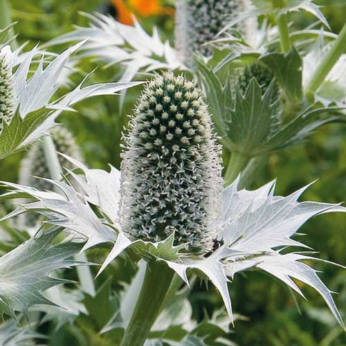 Синьоголовник Вайт зображення 1 артикул 76233