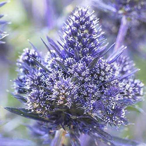 Синьоголовник Bethlehem зображення 1 артикул 70484