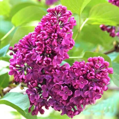 Бузок звичайний Чарльз Джолі зображення 1 артикул 9096