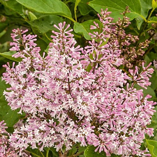 Сирень Miss Kim рисунок 1 артикул 9161