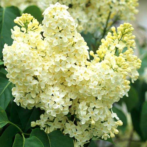 Сирень обыкновенная Примроуз рисунок 1 артикул 9094