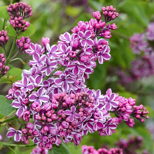 Сирень обыкновенная Сенсация рисунок 1 артикул 9095