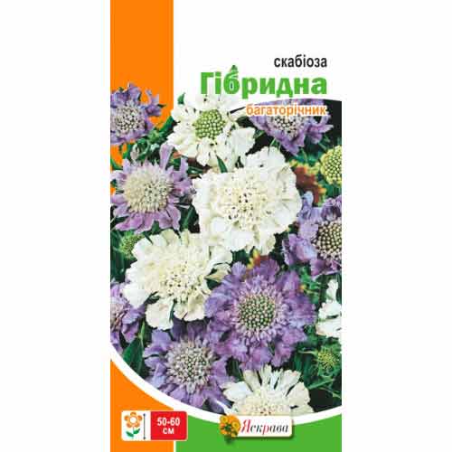 Скабіоза Гібридна, суміш забарвлень Яскрава артикул фото 1 Скабіоза Гібридна, суміш забарвлень Яскрава зображення 1 артикул 72542