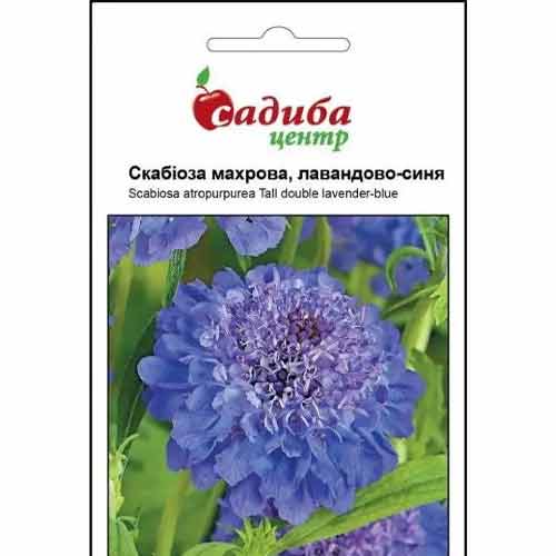 Скабиоза лавандово-синяя Садыба центр рисунок 1 артикул 89690