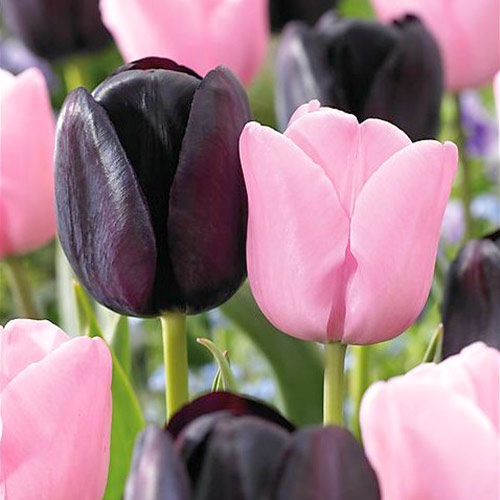 Суперпредложение! Комплект поздних тюльпанов из 2 сортов артикул фото 1 Суперпредложение! Комплект поздних тюльпанов из 2 сортов рисунок 1 артикул 67916