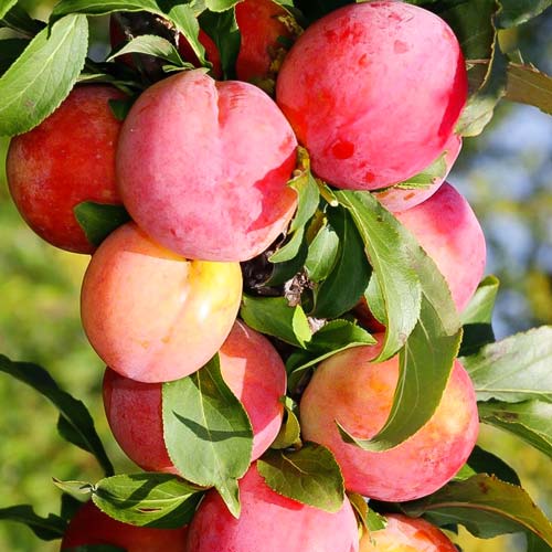 Слива-абрикос колоновидная Шедевр рисунок 1 артикул 1964