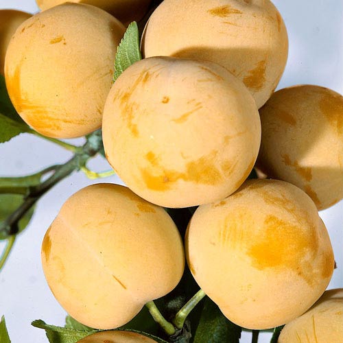 Слива Медова зображення 1 артикул 7447