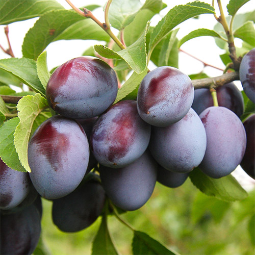 Слива Богатирська зображення 1 артикул 7443