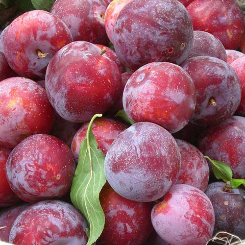 Слива Делікатесна зображення 1 артикул 7445
