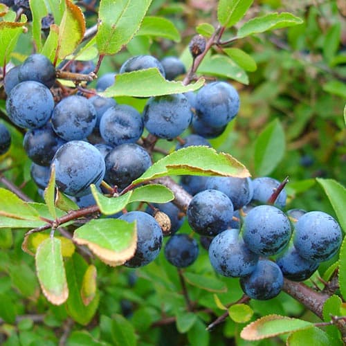 Слива колючая рисунок 1 артикул 4701