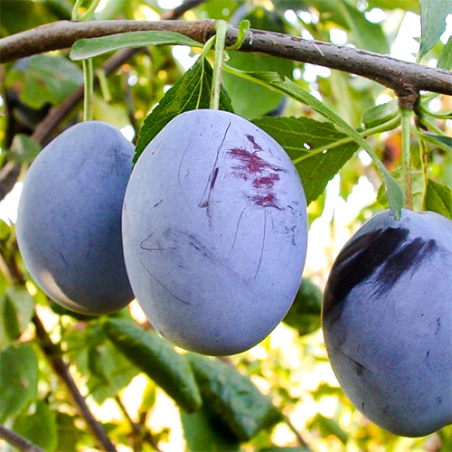 Слива Топ гігант зображення 1 артикул 7448