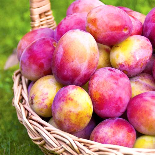 Слива Вікторія зображення 1 артикул 7444