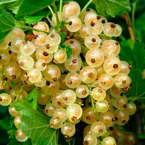 Смородина белая Десертная рисунок 1 артикул 7681