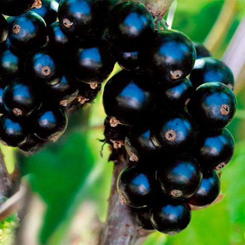 Смородина черная Биг Бен артикул фото 1 Смородина черная Биг Бен рисунок 1 артикул 7575