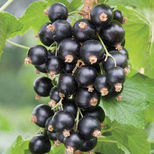 Смородина чорна Екзотика зображення 1 артикул 7638