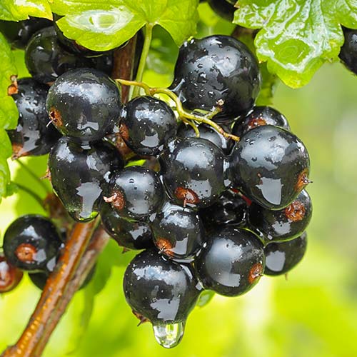 Смородина Черный бумер артикул фото 1 Смородина Черный бумер рисунок 1 артикул 7685