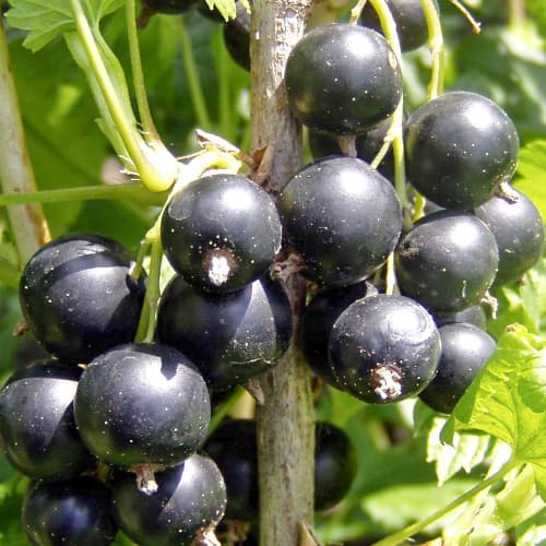 Смородина чорна Бен Конан зображення 1 артикул 1535