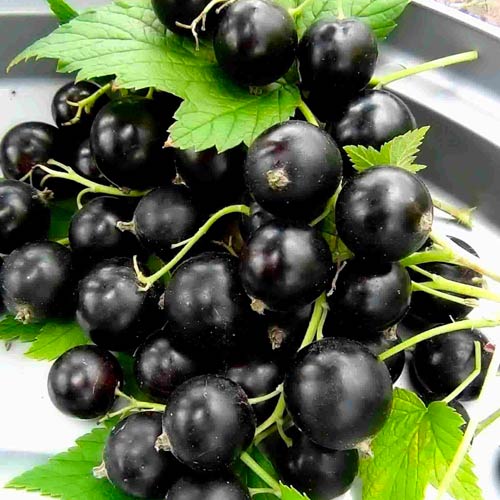 Смородина чорна Блек Меджік зображення 1 артикул 1608