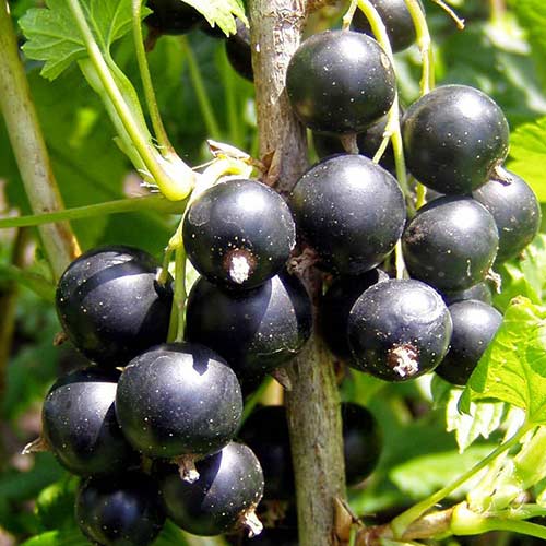 Смородина черная Геракл рисунок 1 артикул 4388