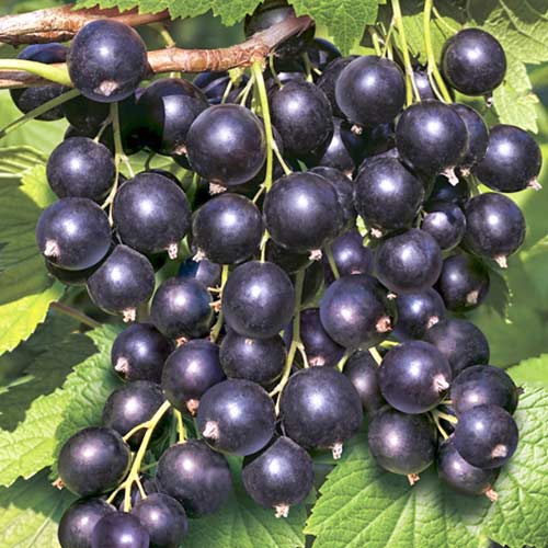 Смородина чорна Гуллівер зображення 1 артикул 4389