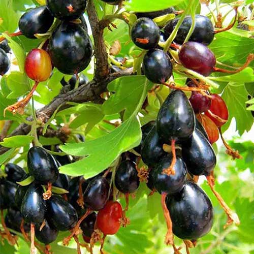 Смородина чорна Золотиста зображення 1 артикул 4373