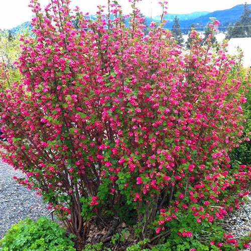 Смородина Кинг Эдвард VII рисунок 1 артикул 76655