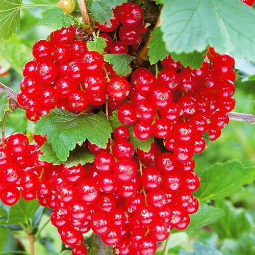 Смородина красная Гиганта артикул фото 1 Смородина красная Гиганта рисунок 1 артикул 7566