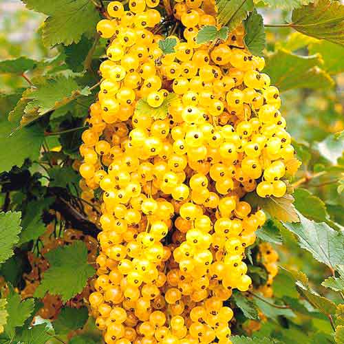 Порічки білі Версальські артикул фото 1 Порічки білі Версальські зображення 1 артикул 7562