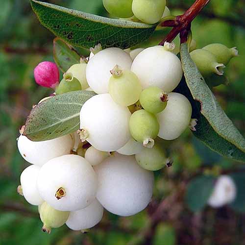 Сніжноягідник Альба зображення 1 артикул 4810