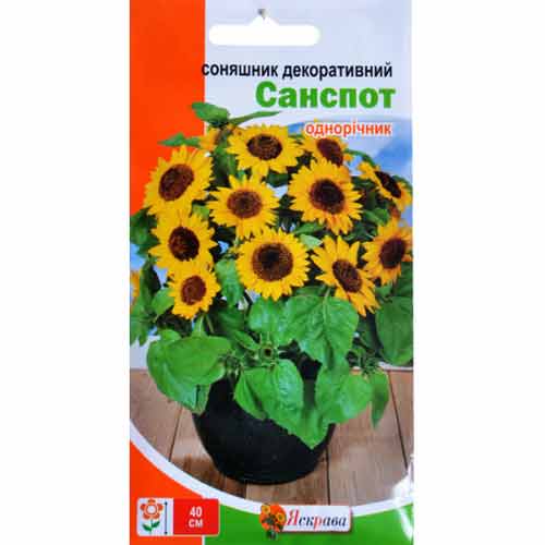 Подсолнечник декоративный Санспот низкий Яскрава артикул фото 1 Подсолнечник декоративный Санспот низкий Яскрава рисунок 1 артикул 99802