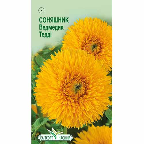 Подсолнечник махровый Мишка Тедди Элитсорт рисунок 1 артикул 85967