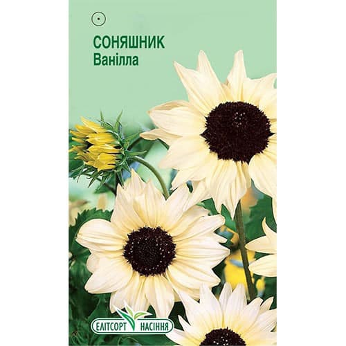 Соняшник Ванілла Елітсорт зображення 1 артикул 95122