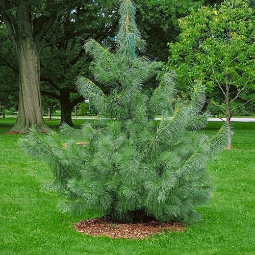 Сосна Гималайская артикул фото 1 Сосна Гималайская рисунок 1 артикул 9409