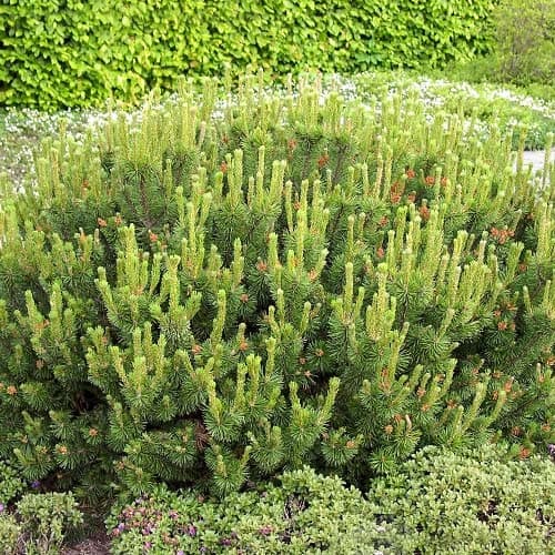 Сосна гірська Пуміліо артикул фото 1 Сосна гірська Пуміліо зображення 1 артикул 9461