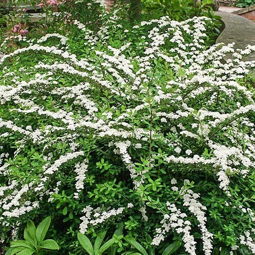 Спирея ниппонская Сноумаунд рисунок 1 артикул 9193